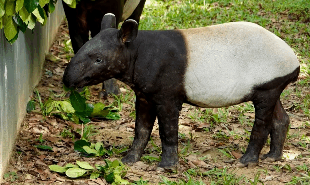 daging tapir